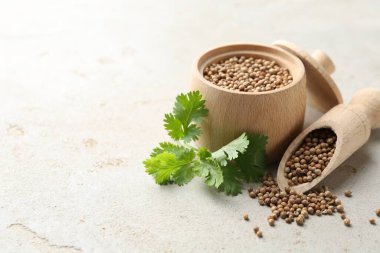 Kişniş tohumu ve taze kişniş filizi açık dokulu masa, yakın plan. Metin için boşluk