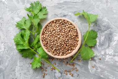 Kişniş tohumu ve taze kişniş filizi gri desenli masa, düz uzanmış