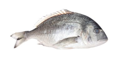 Beyaza izole edilmiş taze çiğ dorado balığı. Organik deniz ürünleri