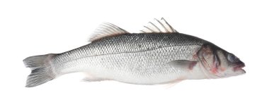 Beyaza izole edilmiş taze çiğ deniz kabuğu balığı. Organik deniz ürünleri