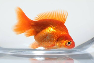 Akvaryumda yüzen altın balıklar, beyaz zemin üzerinde temiz su, yakın çekim