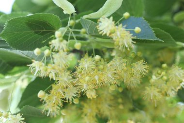 Yaprakları ve çiçekleri olan ıhlamur ağacı dalı, yakın plan.