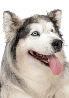 Beyaz arka planda güzel Alaska malamute köpeği