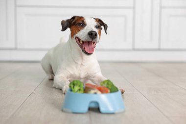 Şirin köpek ve çanak evde taze doğal ürünlerle dolu, seçici bir odak noktası. Evcil hayvan maması.