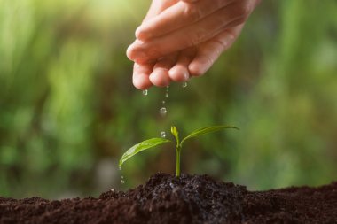 Genç fidanları sulayan bir adam, yakın plan. Ağaç dikme