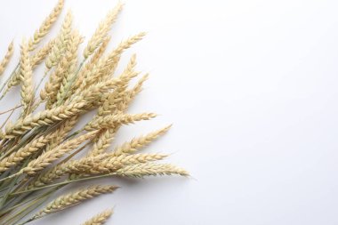 Beyaz arka planda bir sürü buğday filizi, düz bir zemin. Metin için boşluk