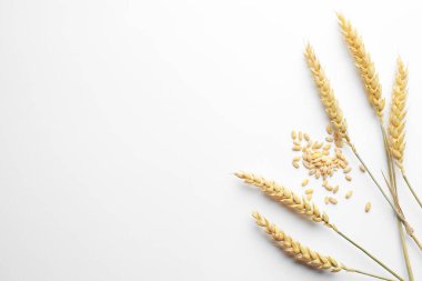 Beyaz arka planda buğday filizi ve tohumlar düz yerde. Metin için boşluk