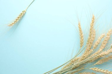 Arka planda bir sürü buğday filizi, düz bir zemin. Metin için boşluk