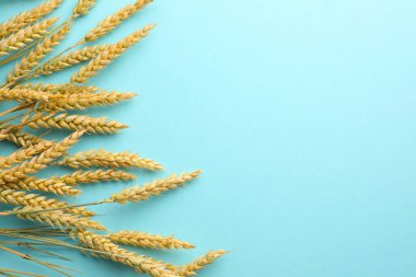 Turkuaz arka planda bir sürü buğday çivisi var. Metin için boşluk