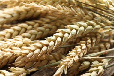 Arkaplan olarak birçok buğday çıkıntısı, yakın plan görünümü