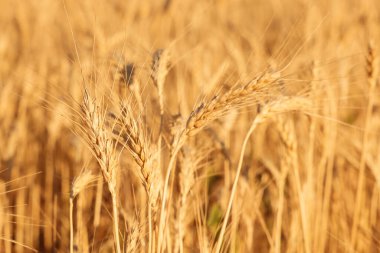 Tarlada yetişen altın buğday kulakları, yakın plan