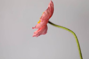 Gri arka planda güzel bir gelincik çiçeği, yakın plan.