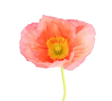 Güzel bir gelincik çiçeği beyazda izole edilmiş