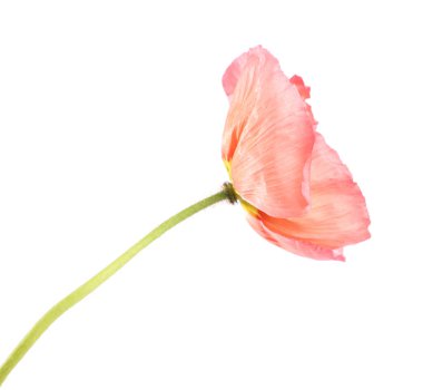 Güzel bir gelincik çiçeği beyazda izole edilmiş