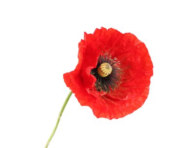 Güzel bir gelincik çiçeği beyazda izole edilmiş