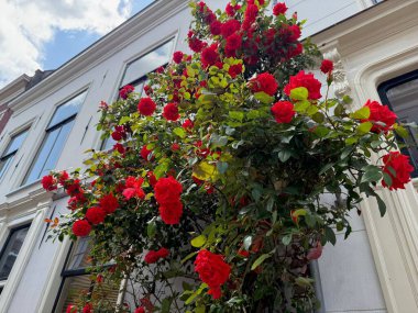 Duvarda güzel kırmızı güller var, alçak açılı manzara.