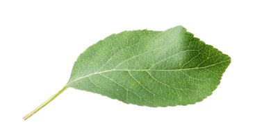 Bir yeşil elma yaprağı beyaza izole edilmiş.