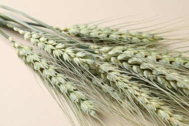 Bej arka planda birçok yeşil buğday sivri uçlu, yakın plan