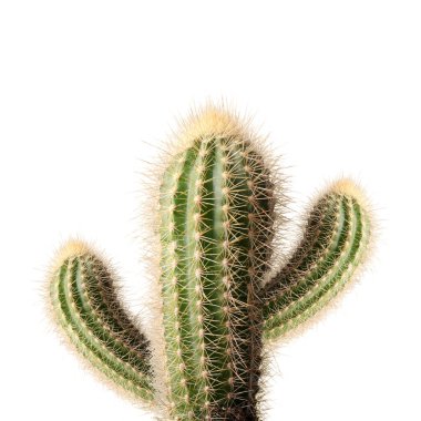 Beyaz zemin üzerinde iğneler olan yeşil kaktüs