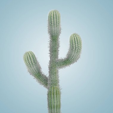 Gri mavi arka planda iğneleri olan yeşil kaktüs.