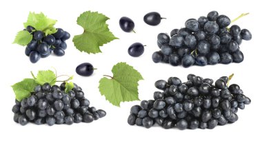 Taze koyu mavi üzümler ve beyaz arka planda yeşil yapraklar, koleksiyon