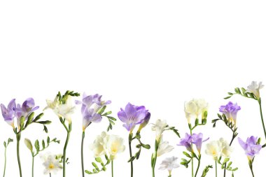 Beyaz arka planda birçok güzel frezya çiçekleri