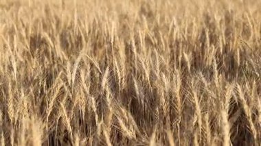 Olgunlaşan buğday dallarıyla güzel bir tarla manzarası