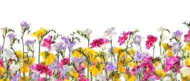 Beyaz arka planda birçok güzel frezya çiçekleri. Pankart tasarımı