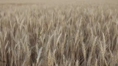 Tarlada yetişen altın buğday kulakları, yakın plan. Kamera sağa hareket ediyor