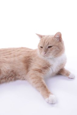 Beyaz arka planda dinlenen sevimli kızıl kedi.
