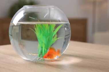 Akvaryumdaki akvaryumda Japon balığı, kapalı masa, yakın plan.