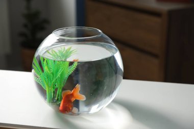 Yuvarlak akvaryumda beyaz masada güzel bir akvaryum balığı. Metin için boşluk