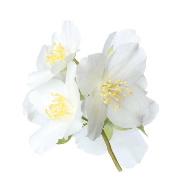 Güzel yasemin çiçekleriyle dolu bir dal beyaz üzerine izole edilmiş