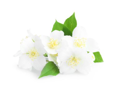 Beyaz yapraklı güzel yasemin tomurcukları