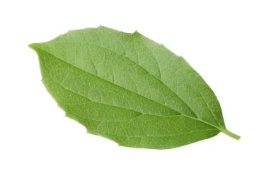 Bir yeşil yasemin yaprağı beyaza izole edilmiş.