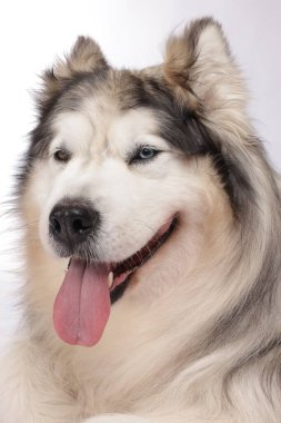Beyaz arka planda güzel Alaska malamute köpeği