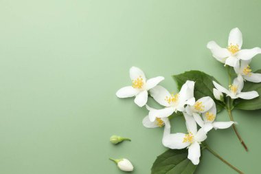 Güzel yasemin çiçekleri ve yeşil arka planda yapraklar, düz uzanmış. Metin için boşluk