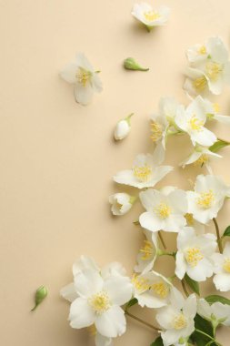 Güzel yasemin çiçekleri bej arka planda, düz yerde. Metin için boşluk