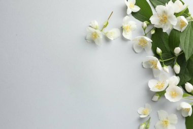 Işık arka planında yaprakları olan güzel yasemin çiçekleri, düz yatıyordu. Metin için boşluk