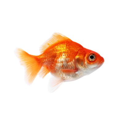 Küçük, güzel bir akvaryum balığı beyazda izole edilmiş.