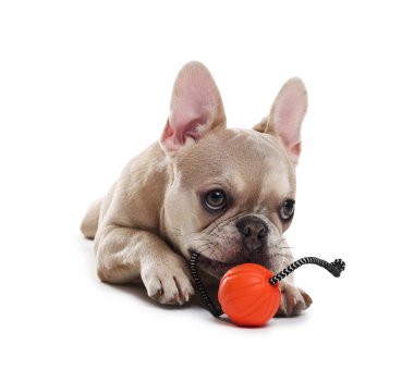 Beyaz arka planda evcil oyuncağı olan sevimli Fransız bulldog köpeği.