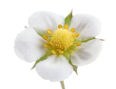 Güzel bir çilek çiçeği beyazda izole edilmiş.