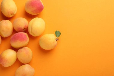 Turuncu arka planda taze olgun kayısılar, düz uzanış. Metin için boşluk