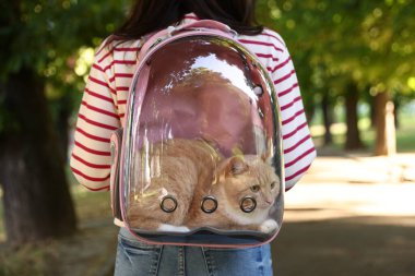 Sırt çantasında kedisi olan bir kadın parkta, yakın plan.