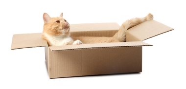 Beyaz arka planda karton kutuda şirin turuncu kedi.