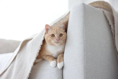 Evdeki kanepede battaniyenin altında saklanan sevimli turuncu kedi.