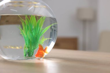 Akvaryumdaki akvaryumda Japon balığı, kapalı masa, yakın plan.