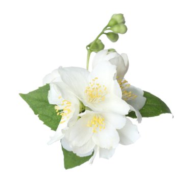 Beyaz yapraklı güzel yasemin çiçekleri