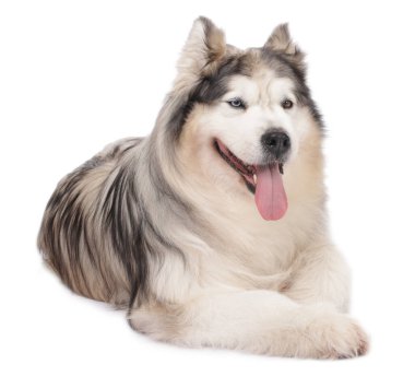 Beyaz arka planda güzel Alaska malamute köpeği