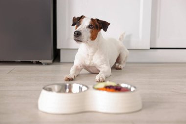 Şirin köpek ve evde taze doğal ürünlerle dolu kaseler, seçici bir odak noktası.